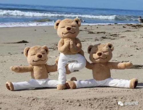 瑜伽熊,探寻身心和谐之道